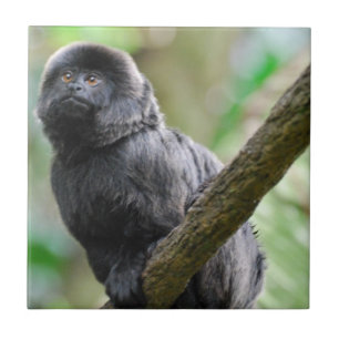 Adorable Goeldi Monkey Ceramic Tile