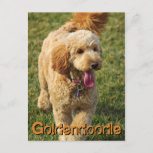 Adorable Goldendoodle Dog Postcard