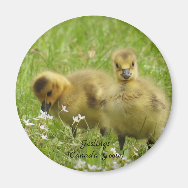 Adorable Goslings (canada goose) Magnet (Front)