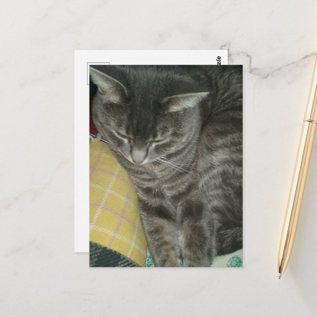 Adorable Grey Sleepy Tabby Kitty Postcard (Front/Back In Situ)