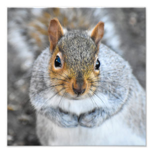 Adorable Grey Squirrel  Photo Print