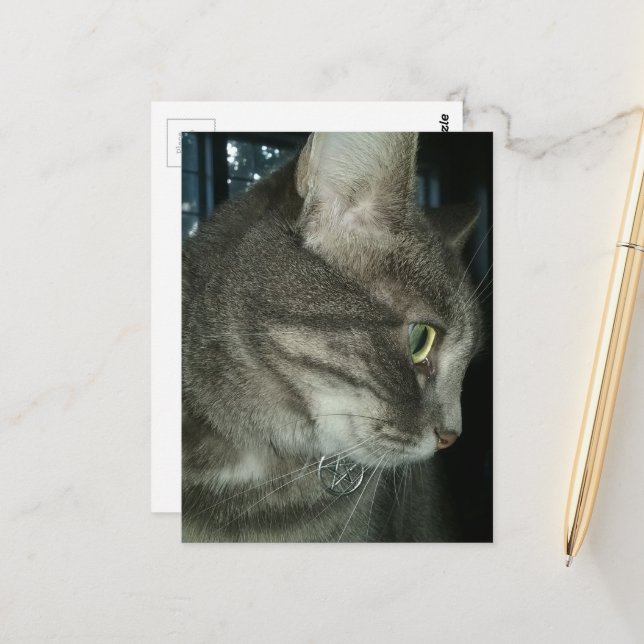 adorable grey tabby cat postcard (Front/Back In Situ)