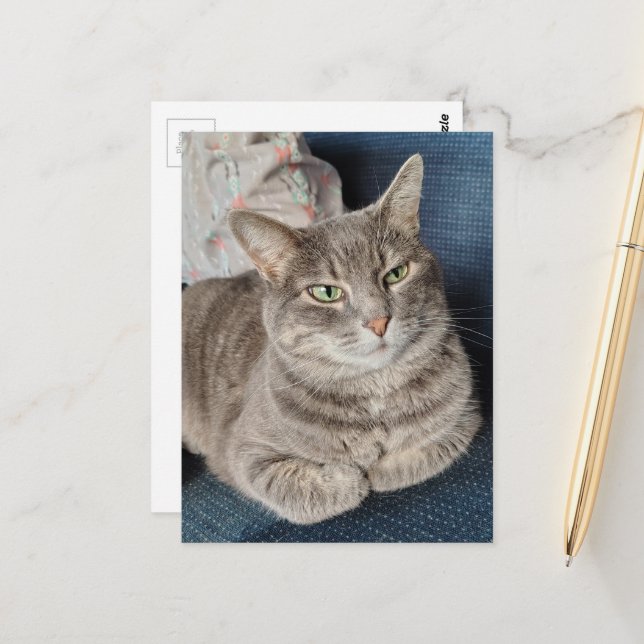 Adorable Grey Tabby Cat Postcard (Front/Back In Situ)
