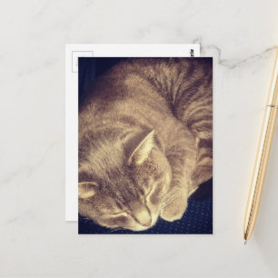 adorable grey tabby cat sleeping postcard