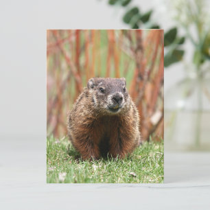 Adorable Groundhog in Nature Postcard