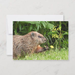 Adorable Groundhog Picking Flowers GET WELL