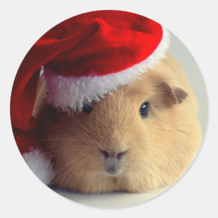 Adorable Guinea Pig In Santa Hat Round Sticker