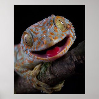 Adorable happy tokay gecko poster