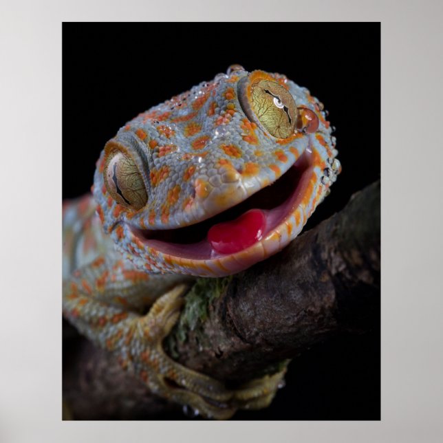 Adorable happy tokay gecko poster (Front)