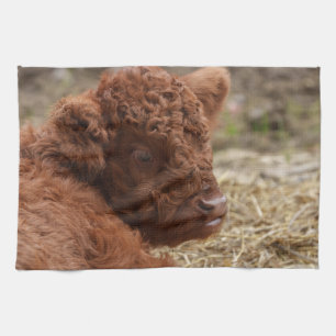 Adorable Highland Cow Calf in Hay Tea Towel