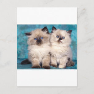 Adorable "Hug Me" Persian Kittens Postcard