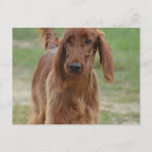Adorable Irish Setter Postcard