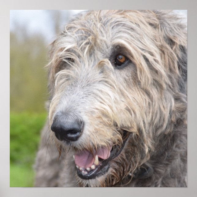 Adorable Irish Wolfhound Poster (Front)
