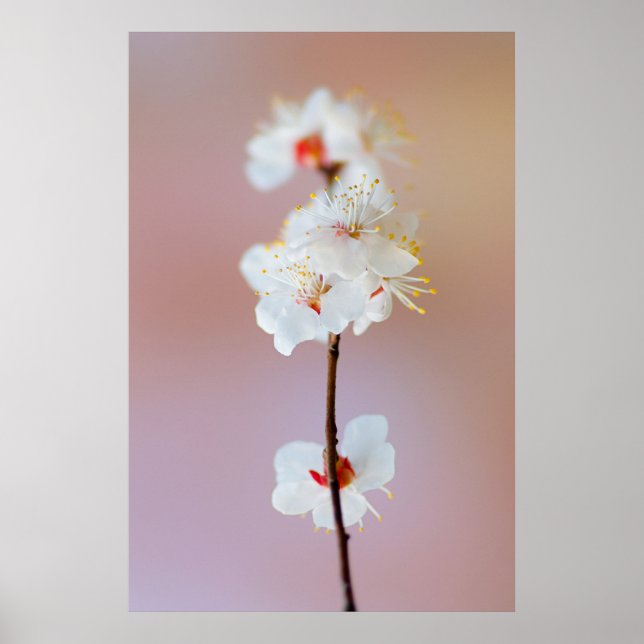 Adorable Japanese Apricot Blossoms Poster (Front)