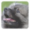 Adorable Keeshond