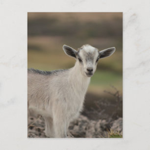 Adorable Kid Goat Postcard