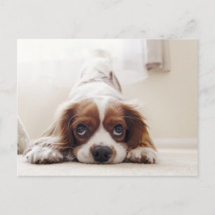 Adorable King Charles Cavalier Spaniel Postcard