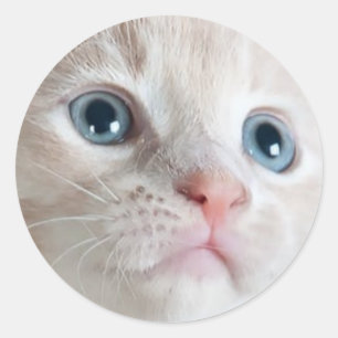 Adorable Kitten Classic Round Sticker
