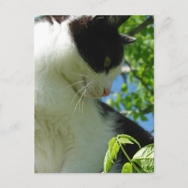 Adorable Kitten in a Tree Postcard (Front)