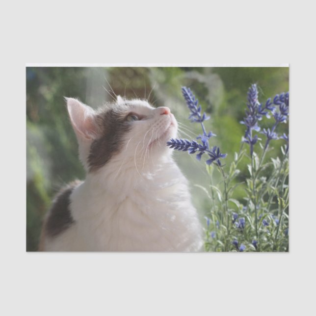 Adorable Kitten In the Garden  Tissue Paper (Front)