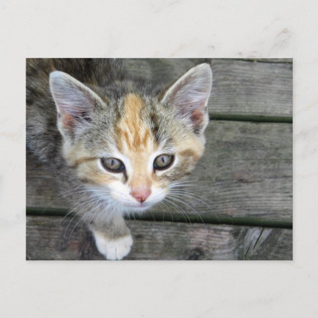 Adorable kitten postcard (Front)