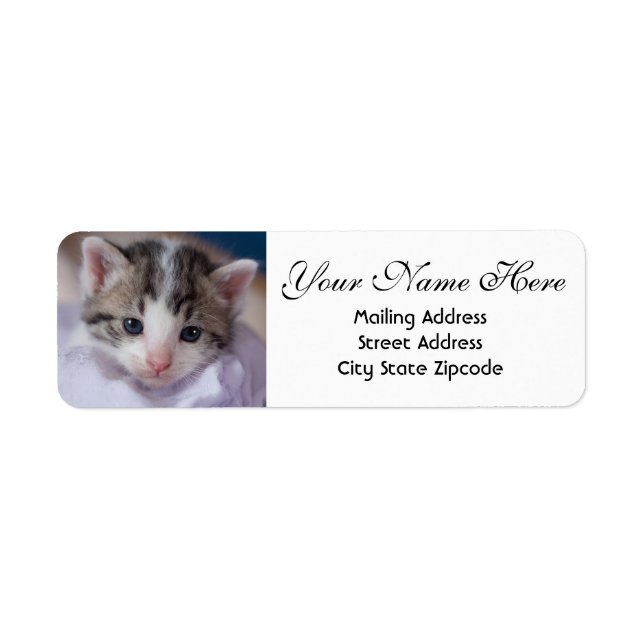 Adorable Kitten Return Address Label (Front)