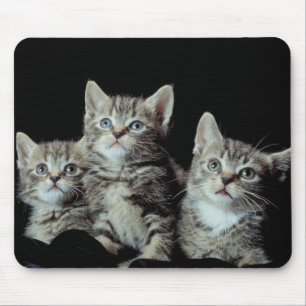 Adorable Kittens Mouse Pad