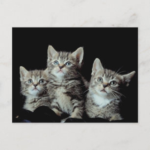 Adorable Kittens Postcard