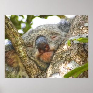 Adorable Koala Bear Poster