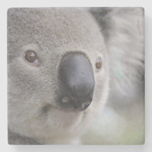 Adorable Koala Bear Stone Coaster