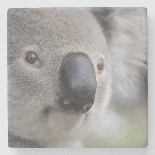 Adorable Koala Bear Stone Coaster (Front)