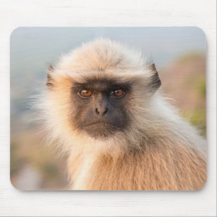 Adorable Langurs Presbytis Entellus Mouse Pad