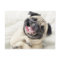 Adorable Laughing Pug design