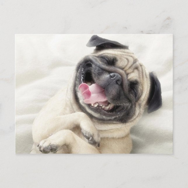 Adorable Laughing Pug design Postcard (Front)