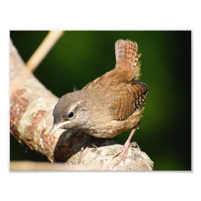 Adorable Little Wren  Photo Print (Front)