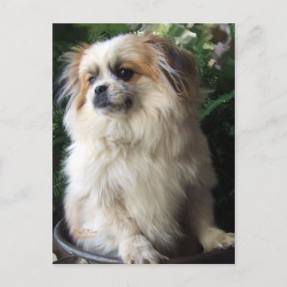 Adorable Long Hair Rescue Dog Postcard