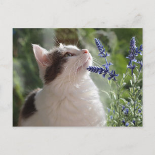 Adorable Loving Tabby Kitten in the Garden Postcard