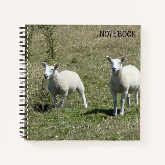 Adorable Lundy Island Lambs Notebook (Front)