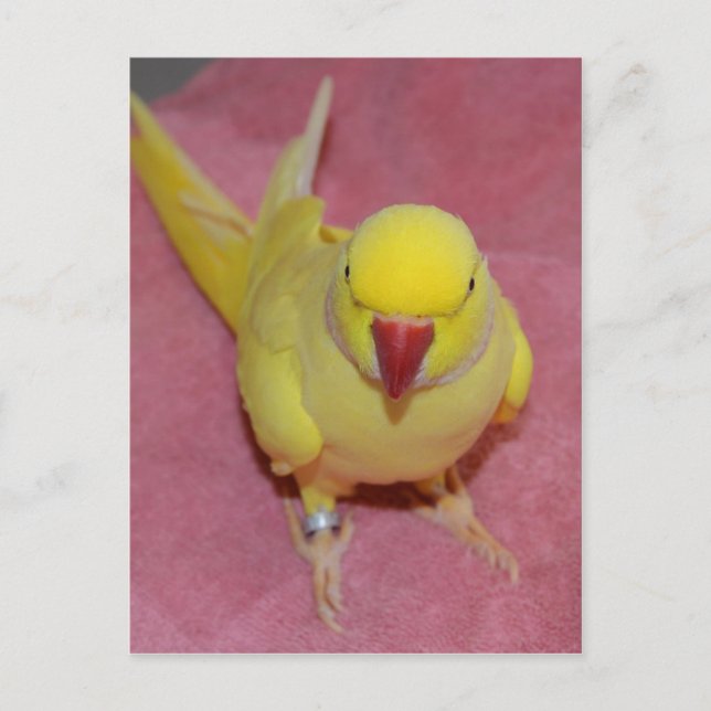 Adorable Lutino Indian Ringneck Parakeet on Pink Postcard (Front)