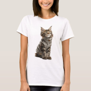 Adorable Maine Coon Kitten in Grey Knitted Sweater