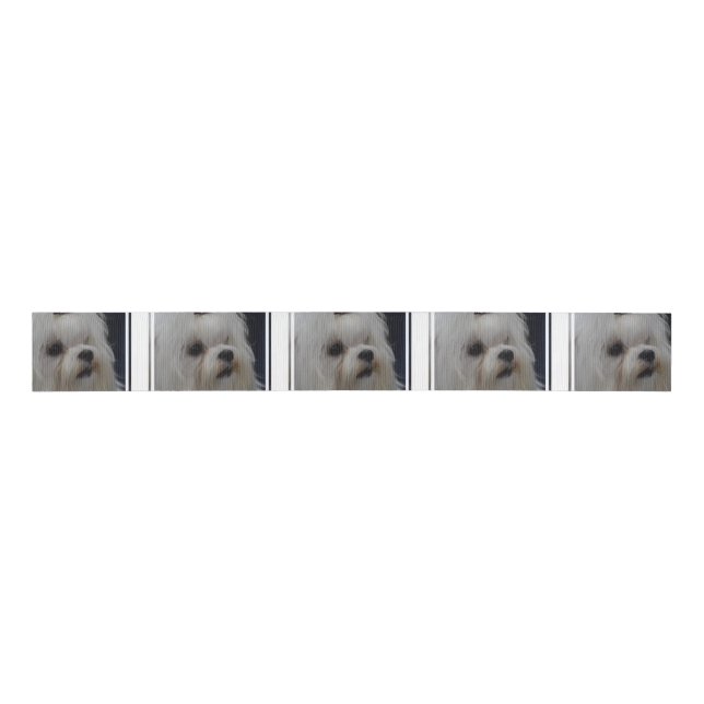 Adorable Maltese Grosgrain Ribbon (Front)