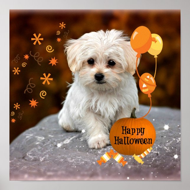 Adorable Maltese Puppy Celebrates Halloween Poster (Front)