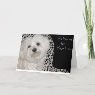 Adorable Maltese Sympathy Card