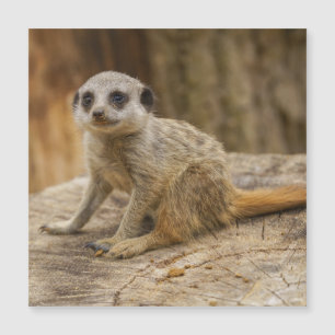 Adorable Meerkat Baby