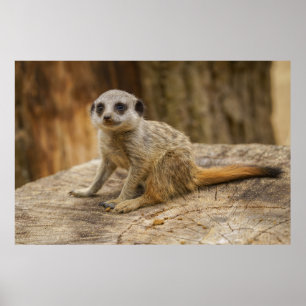 Adorable Meerkat Baby Poster
