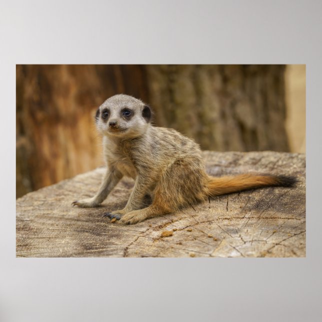 Adorable Meerkat Baby Poster (Front)
