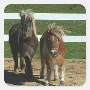Adorable Miniature Horse Square Sticker