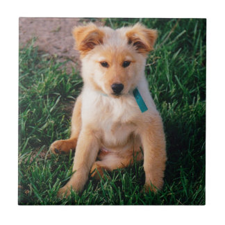 Adorable Mixed Breed Puppy Ceramic Tile
