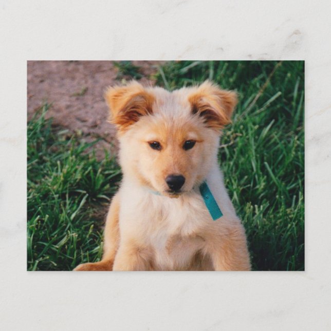 Adorable Mixed Breed Puppy Postcard (Front)