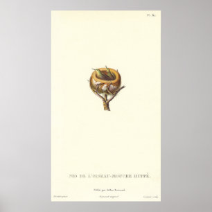 Adorable Nest of Crested Hummingbirds - Pretty! Poster